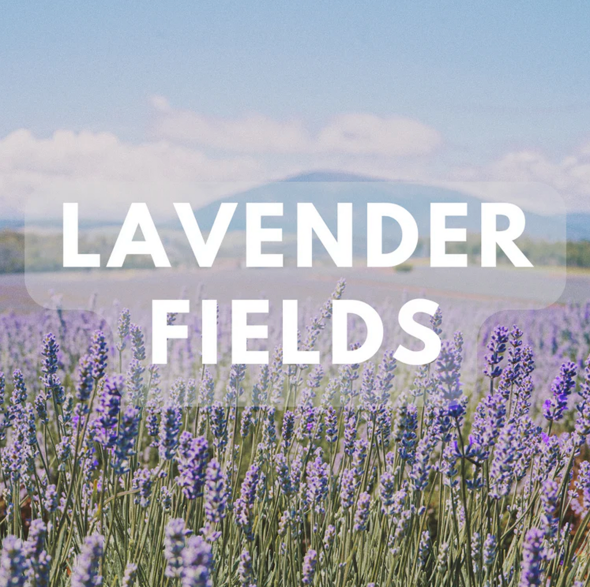 Lavender Love Fragrance Sample Pack