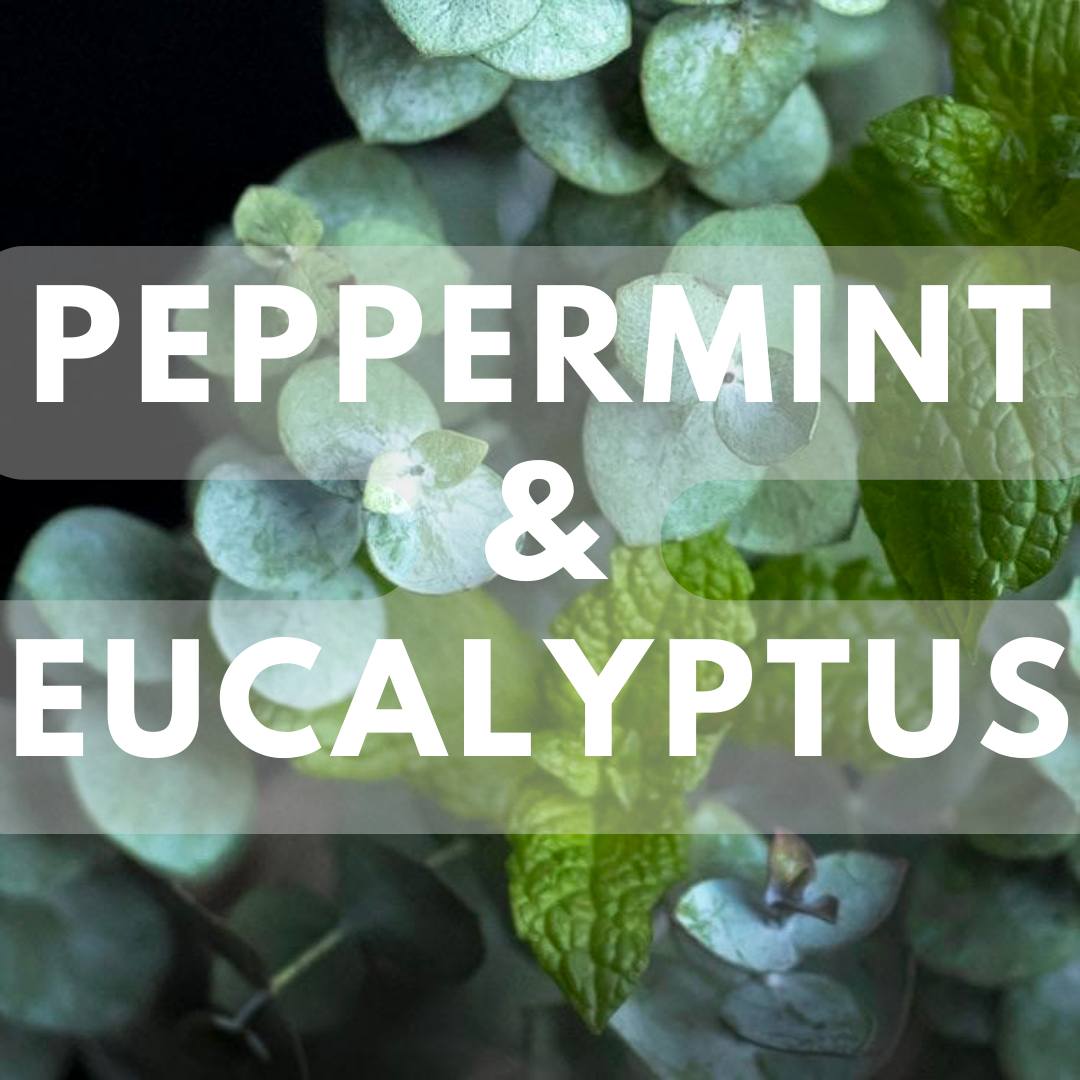 Peppermint & Eucalyptus - Premium Fragrance Oil