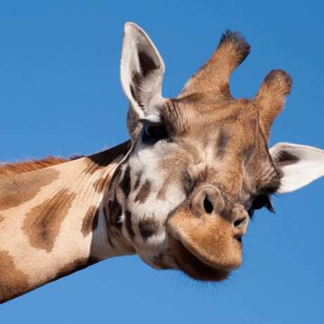 Animals - Plastic Hand Molds