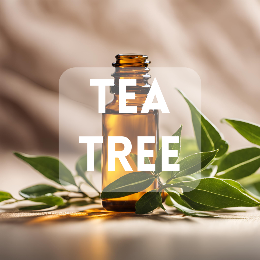 Tea Tree - Essential Oil