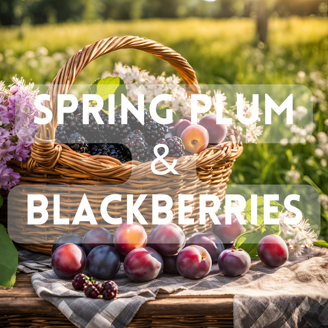 Spring Plum & Blackberries (BBW Dupe) - Premium Fragrance Oil