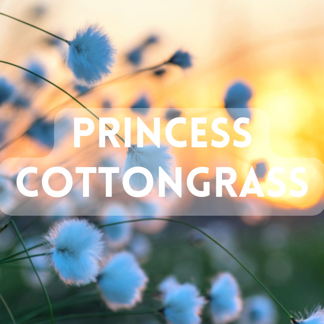 Princess Cottongrass (Lush Dupe) - Premium Fragrance Oil