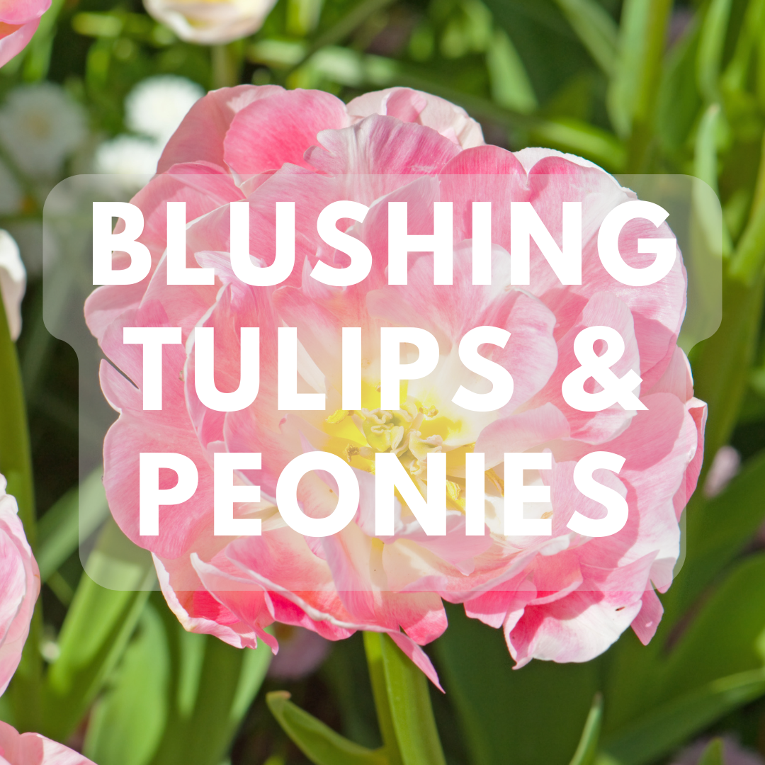 Blushing Tulips & Peonies - Premium Fragrance Oil