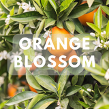 Orange Blossom - Premium Fragrance Oil