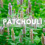 Patchouli - Premium Fragrance Oil