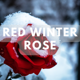 Red Winter Rose - Premium Fragrance Oil