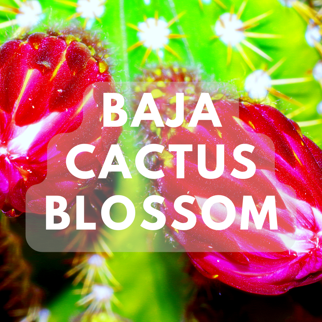 Baja Cactus Blossom - Premium Fragrance Oil